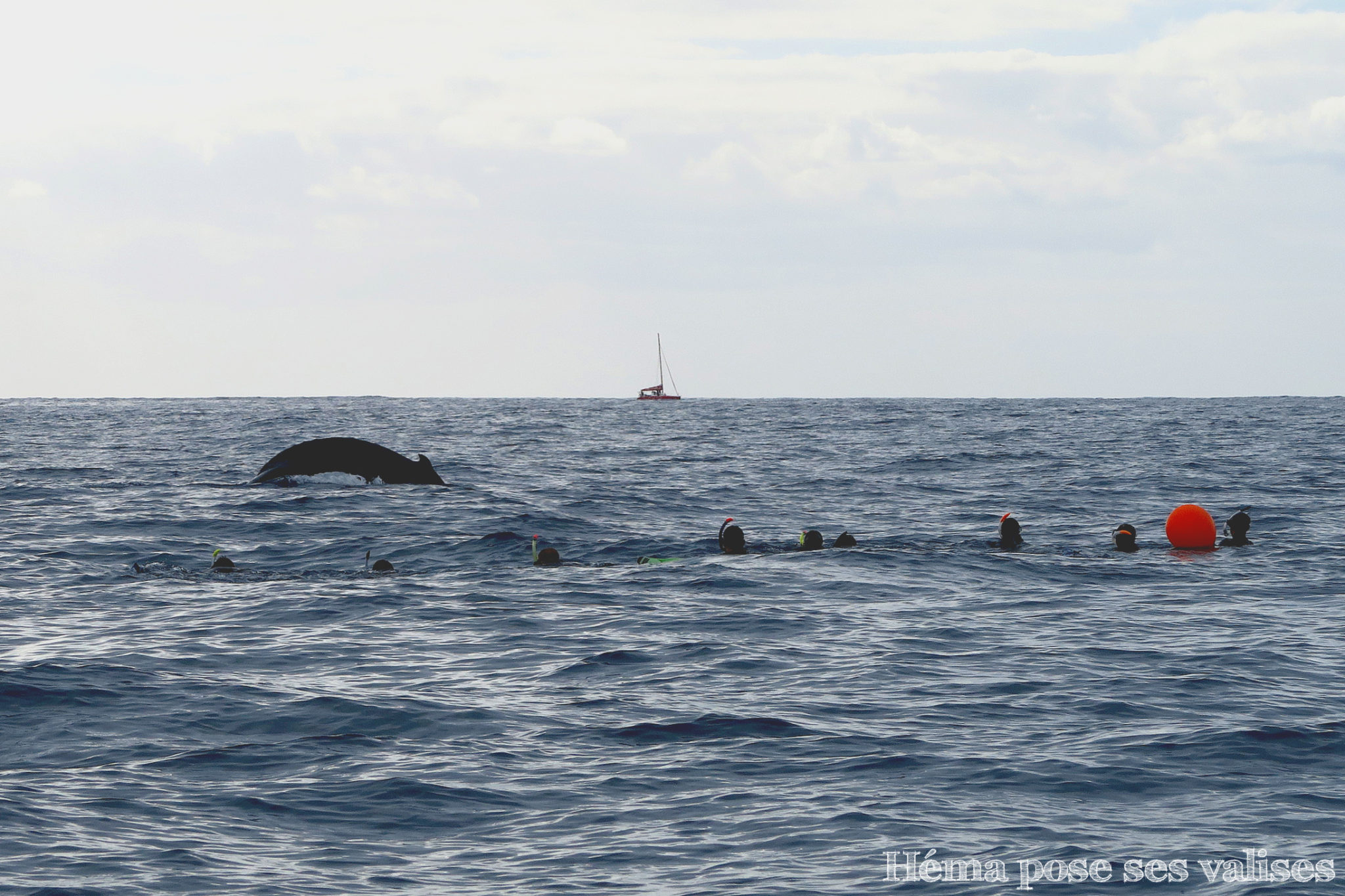 Nager avec les baleines en pleine océan à La Réunion