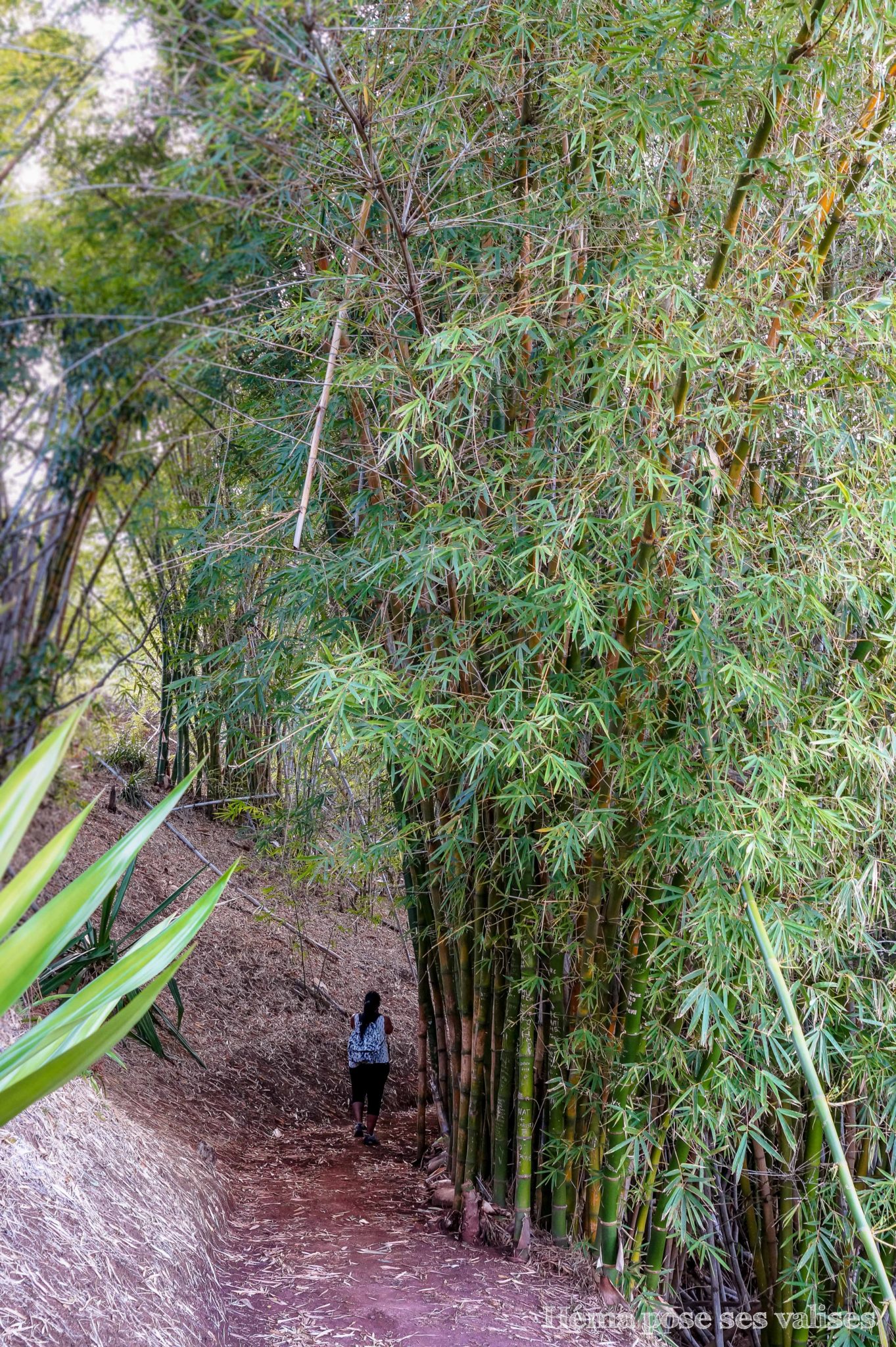Bambous sur le sentier de la randonnée de Coteau Sec dans la région de Dimitile