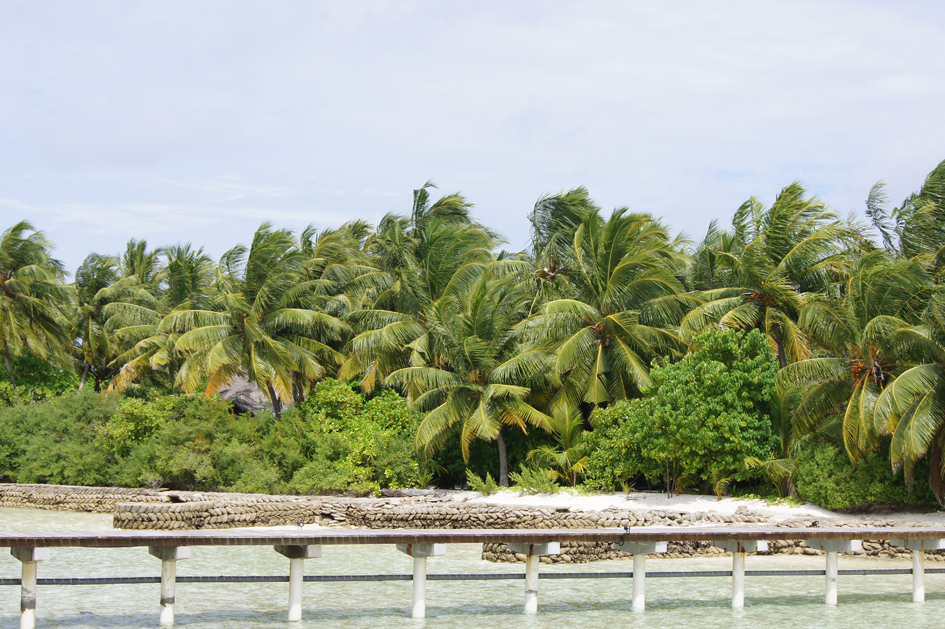 Hema_maldives_chayaa_lagoon_hakuraa_huraa_coconut_trees