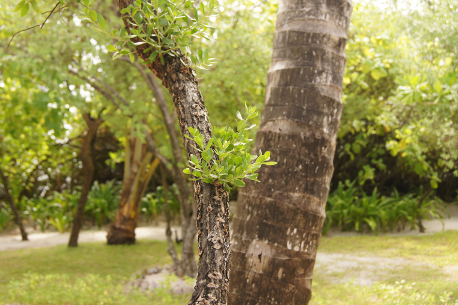 Hema_maldives_chayaa_lagoon_hakuraa_huraa_garden2