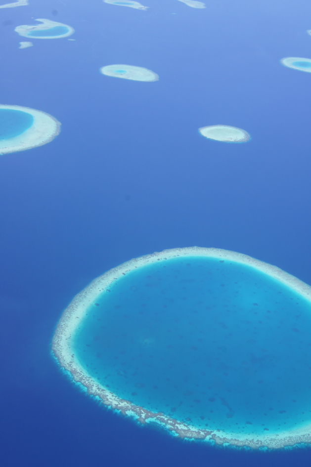 Hema_maldives_coral2