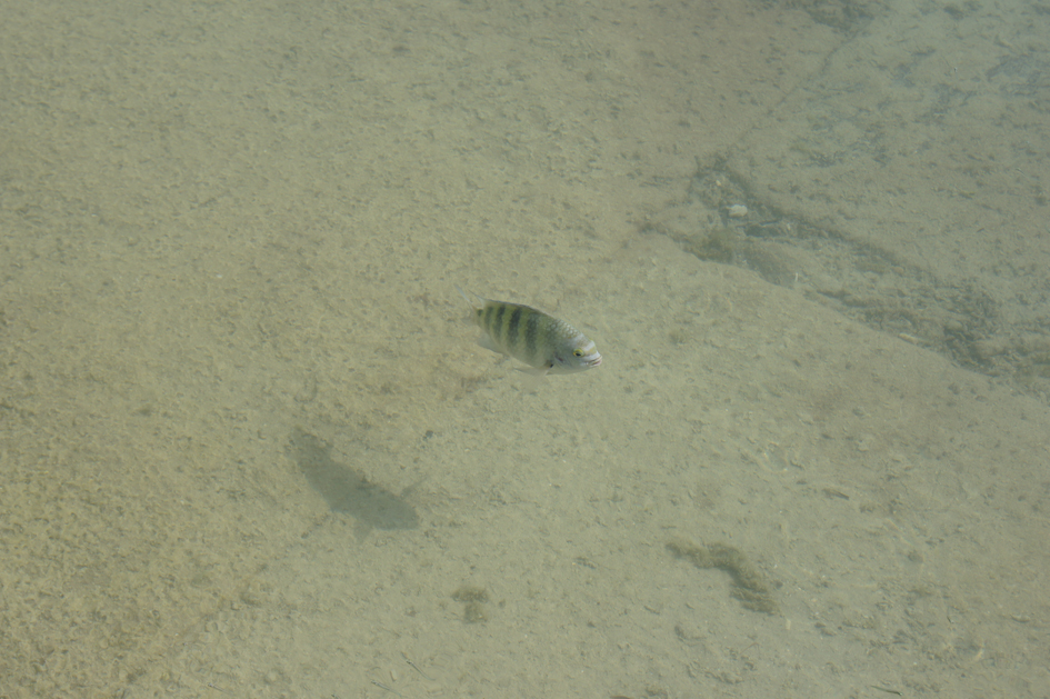 Hema_maldives_welcoming_fish