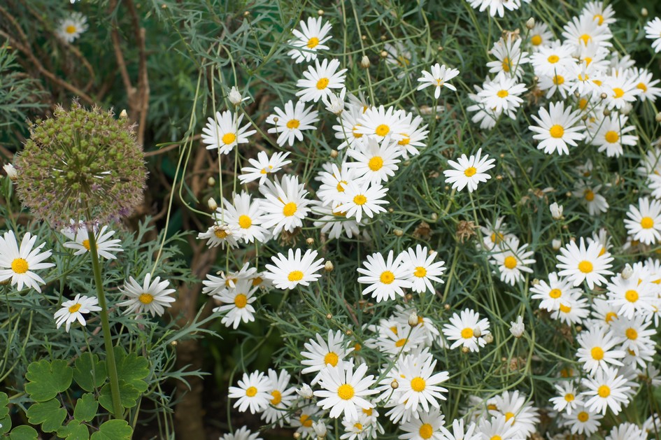 Hema_giverny_jardin_de_monet_marguerites