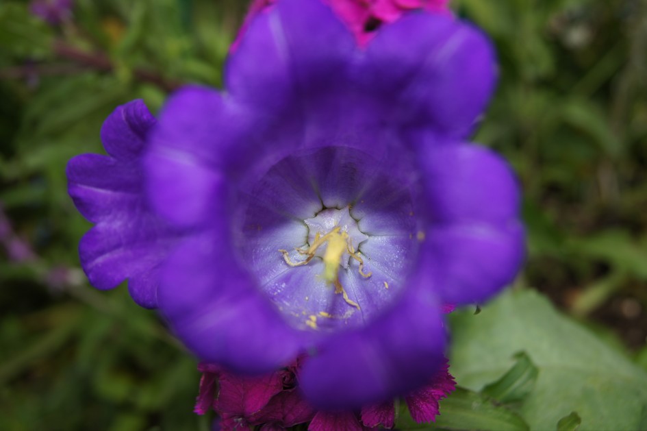 Hema_giverny_jardin_monet26