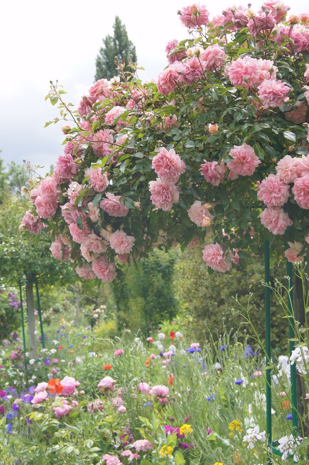 Hema_giverny_jardin_monet5