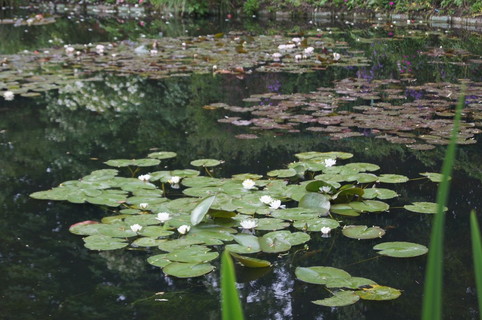 Hema_giverny_monet_jardin_deau5