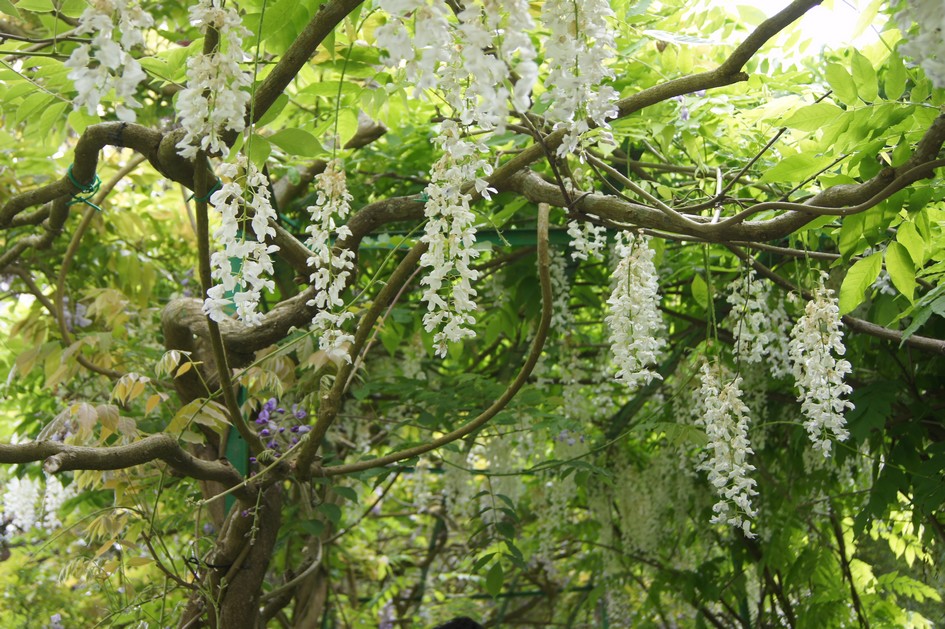 Hema_giverny_monet_jardin_deau8