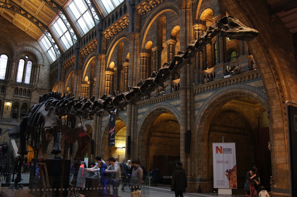 Hema_natural_history_museum_london2