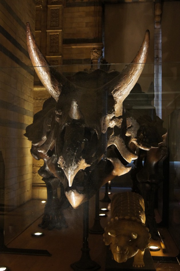 Hema_natural_history_museum_london3