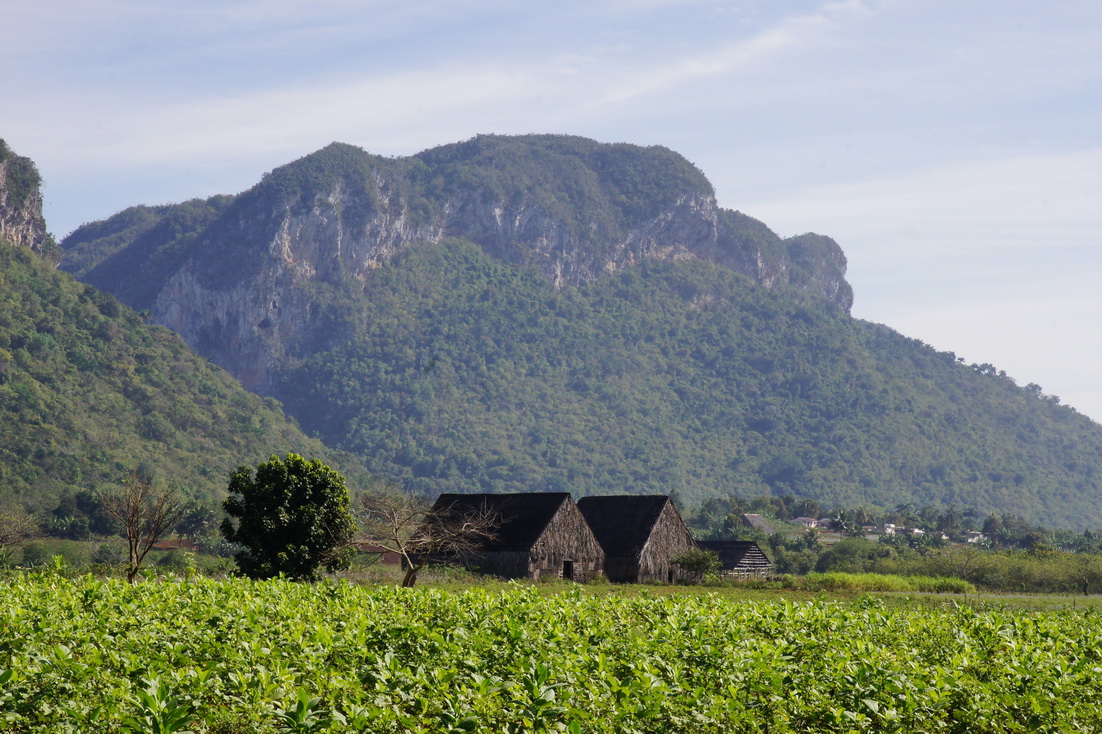 Cuba : Viñales