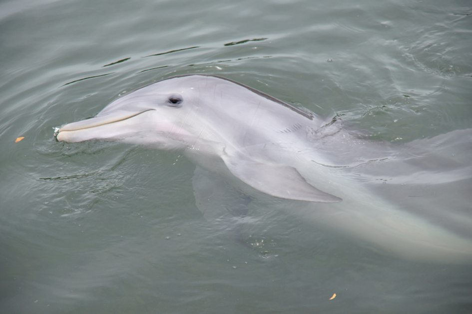 Hema_nager_avec_les_dauphins_dolphin_plus12