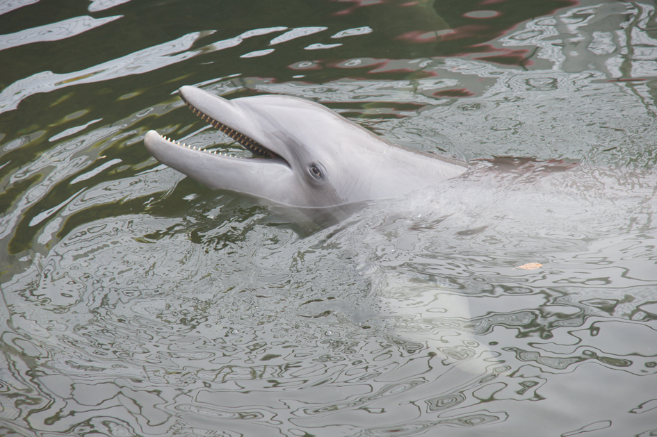 Hema_nager_avec_les_dauphins_dolphin_plus2