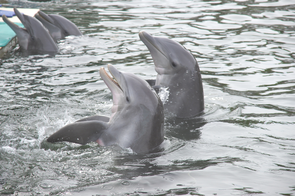 Hema_nager_avec_les_dauphins_dolphin_plus4