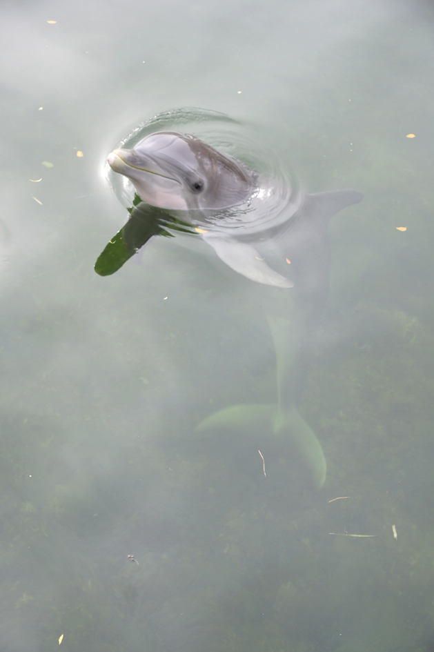 Hema_nager_avec_les_dauphins_dolphin_plus7