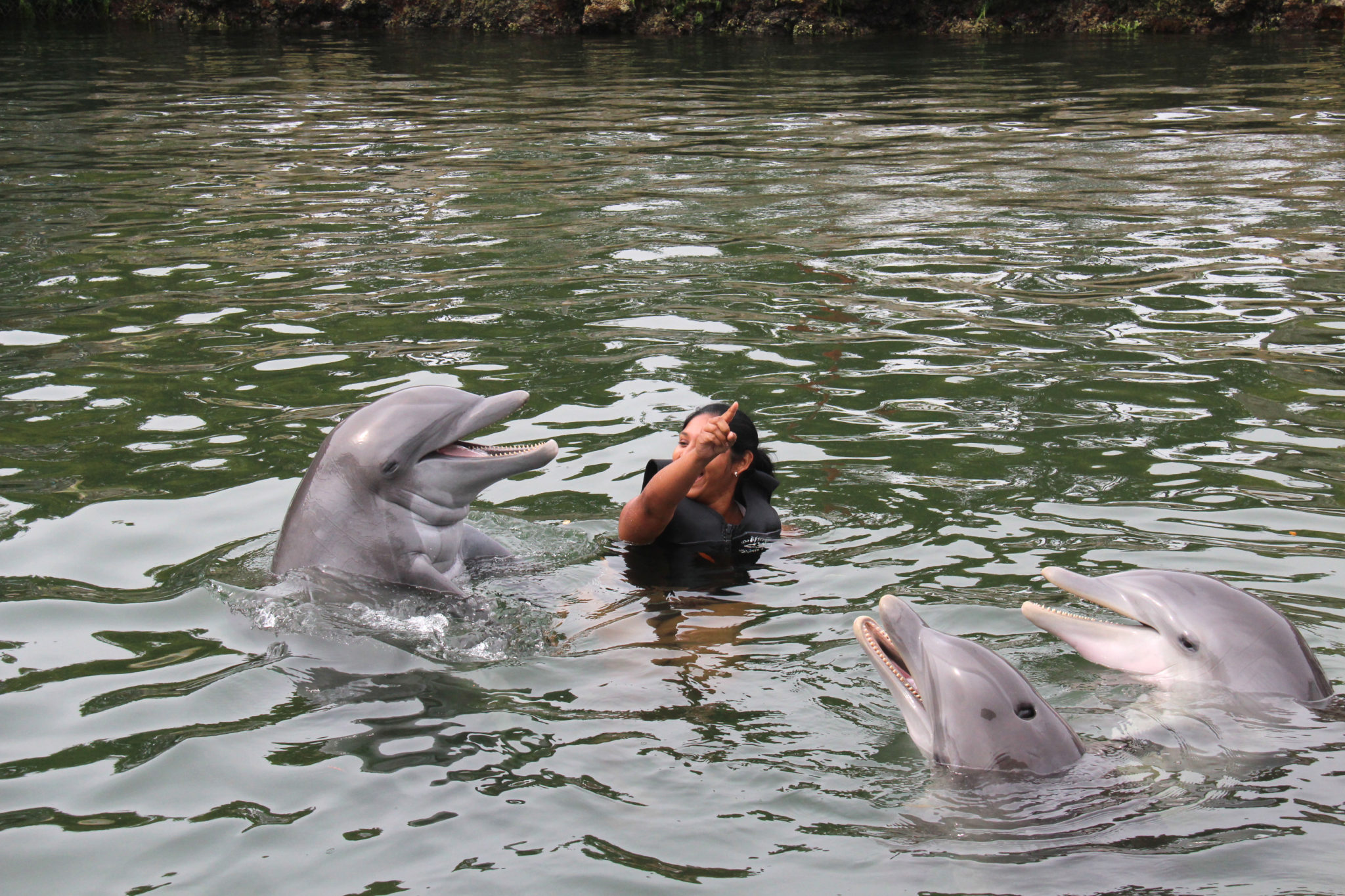 Hema_nager_avec_les_dauphins_dolphin_plus8