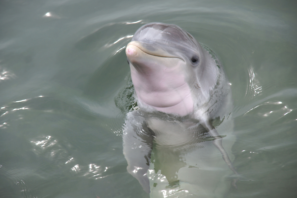 Hema_nager_avec_les_dauphins_dolphin_plus9