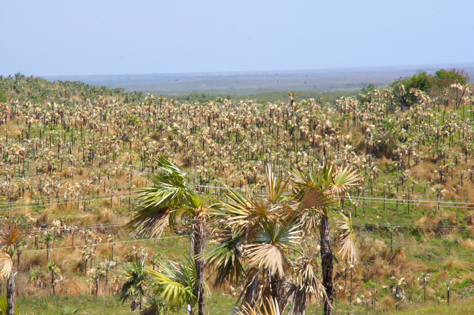 hema_cuba_valle_de_los_ingenios3