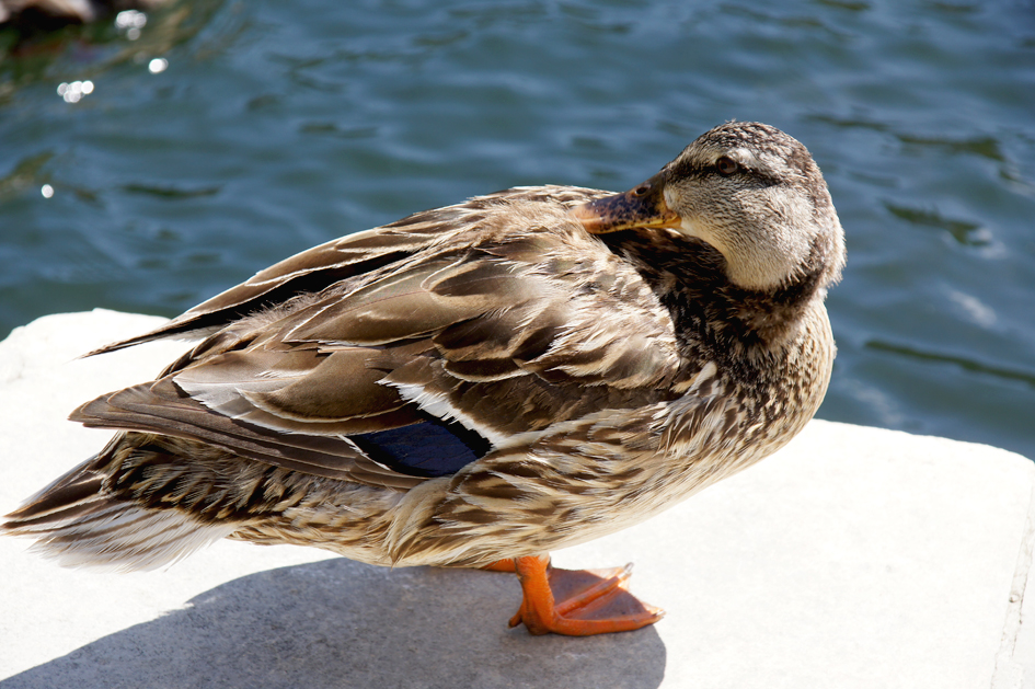 hema_nimes_jardin_de_la_fontaine4