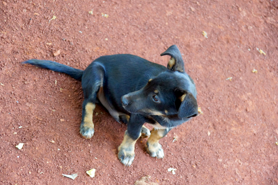 hema_cuba_baracoa_finca_puppy2