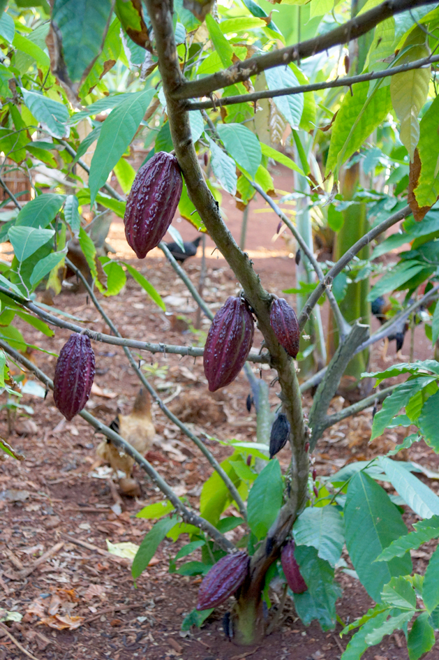 hema_cuba_baracoa_finca_cacao_cocoa