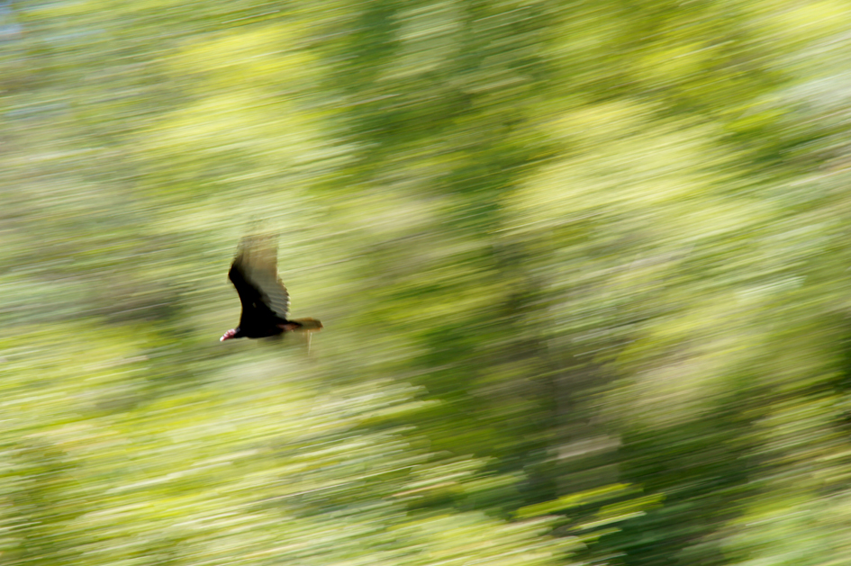 hema_cuba_baracoa_oiseau