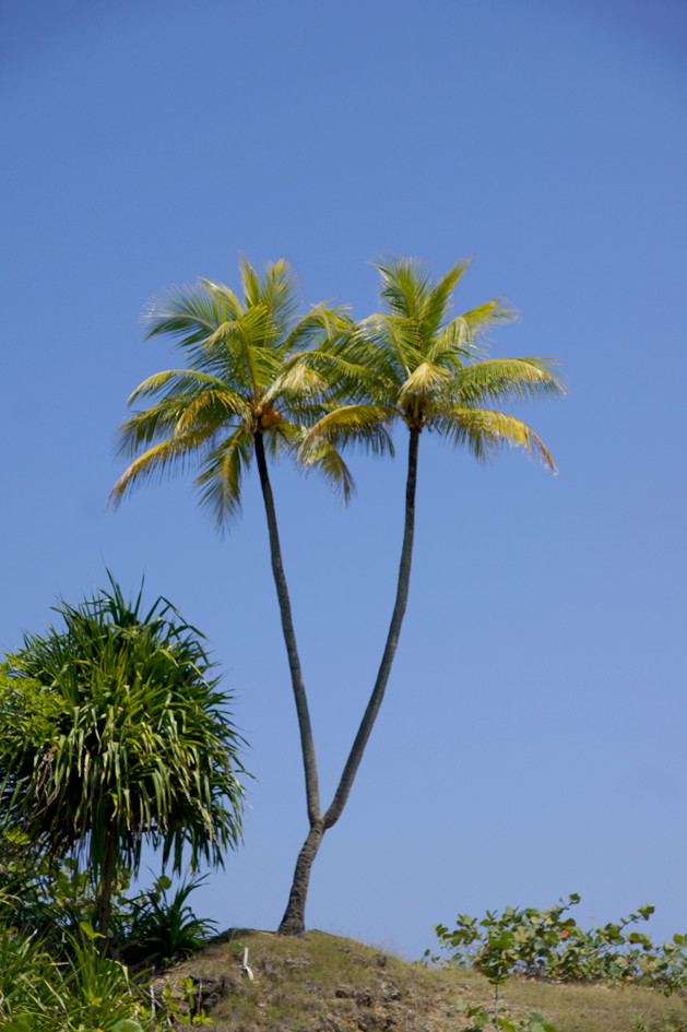 hema_cuba_baracoa_palmito