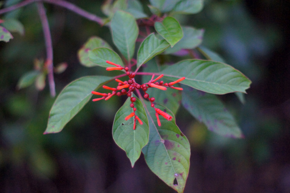 hema_cuba_baracoa_parque_nacional_majayara3