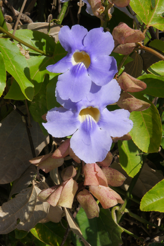 hema_cuba_parque_nacional_turquino10