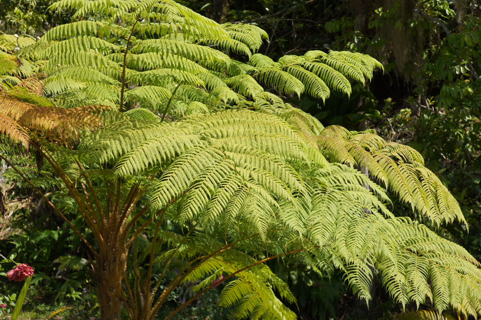 hema_cuba_parque_nacional_turquino11