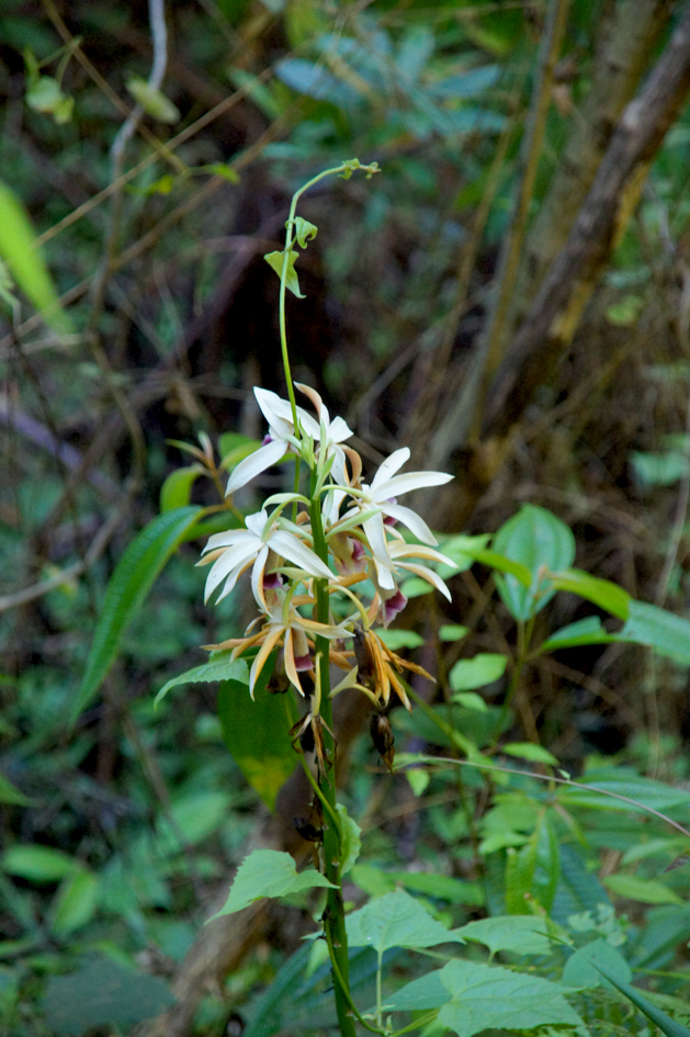 hema_cuba_parque_nacional_turquino3