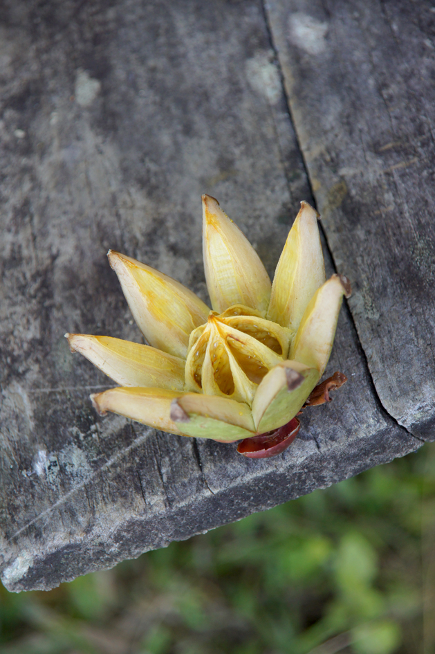 hema_cuba_parque_nacional_turquino6