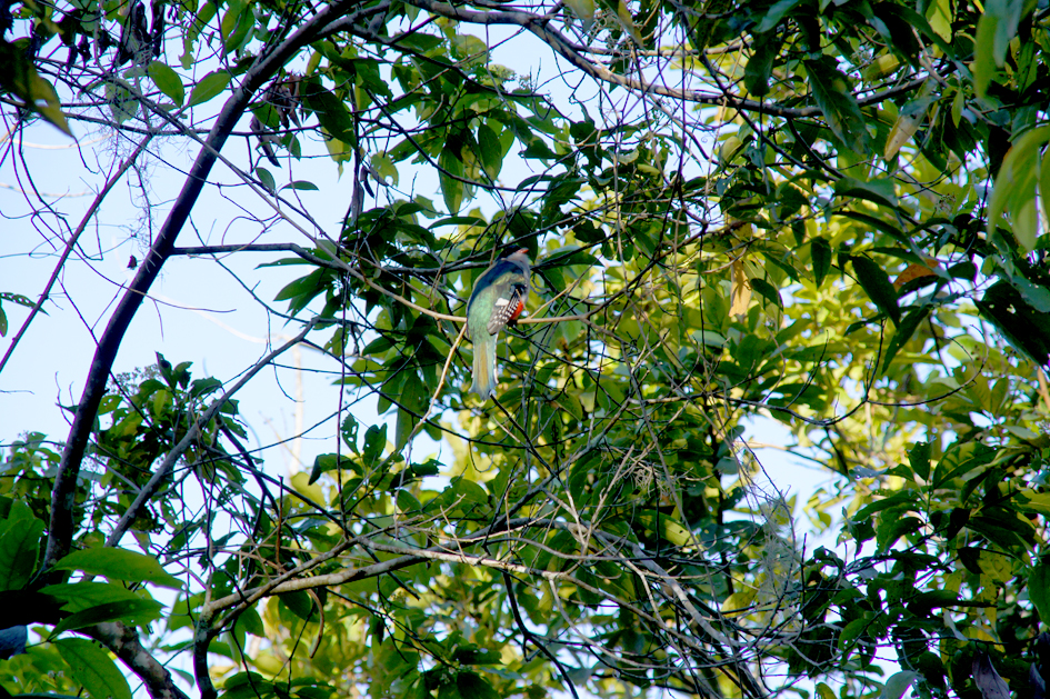 hema_cuba_parque_nacional_turquino7