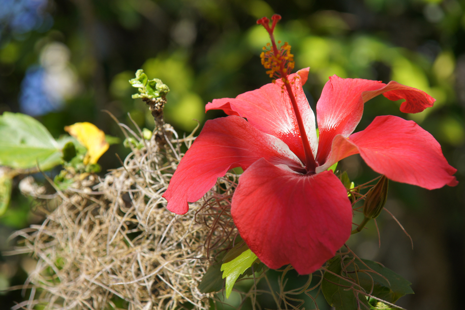 hema_cuba_parque_nacional_turquino8