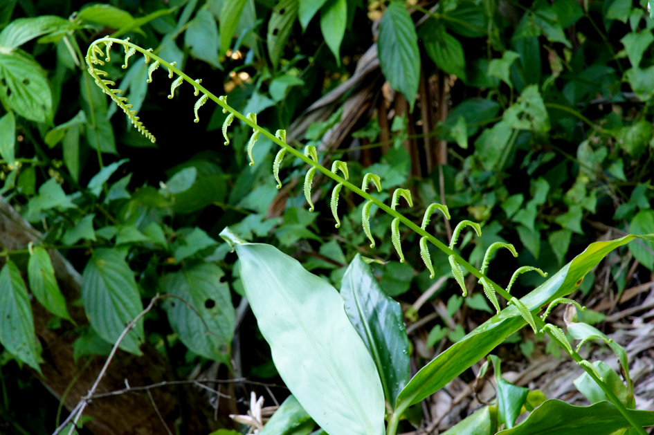 hema_cuba_parque_nacional_turquino9