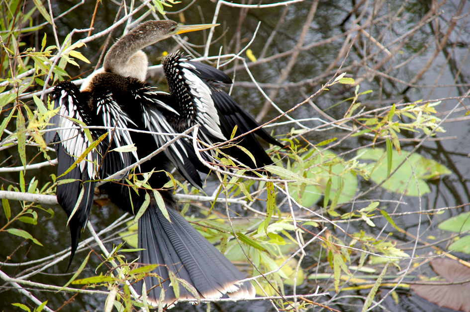 Floride : les Everglades