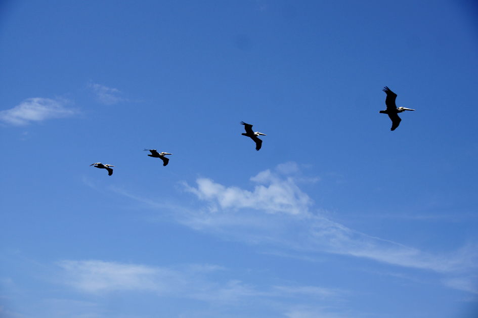 hema_florida_key_west_birds