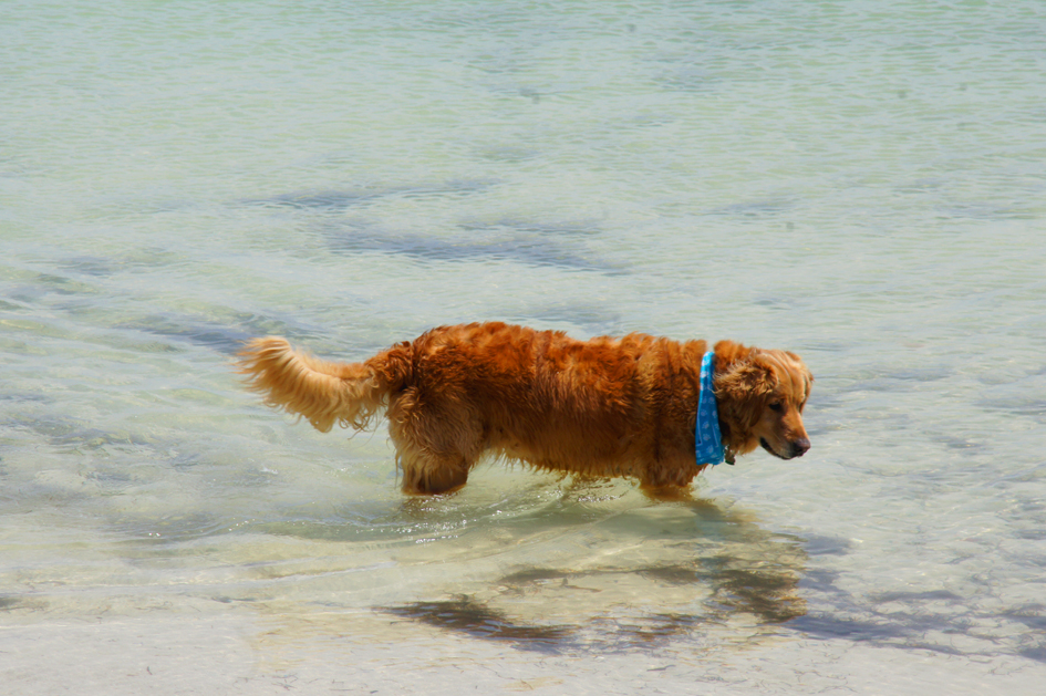 hema_florida_key_west_golden_retriever