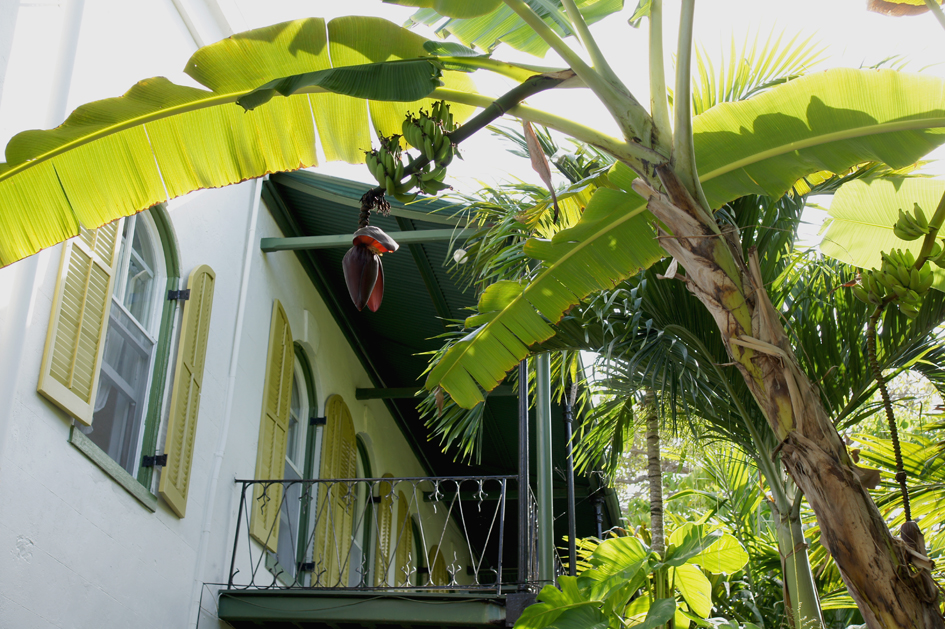 hema_florida_key_west_hemingway_garden3