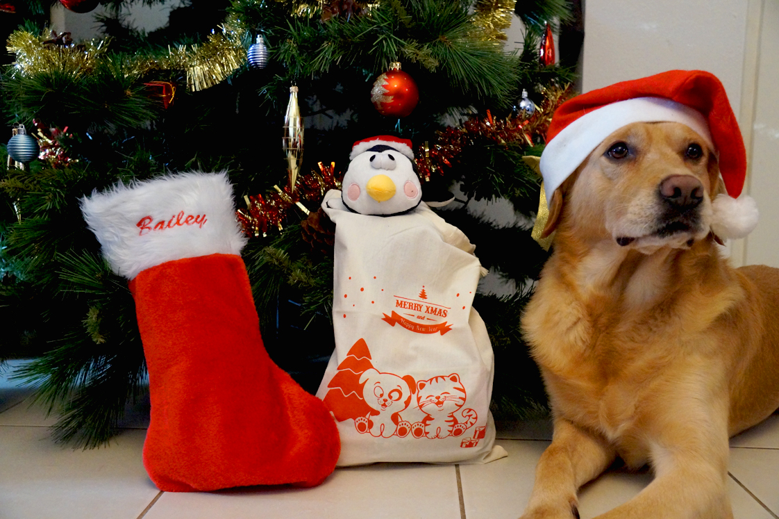 Bailey et la Woufbox de Noël