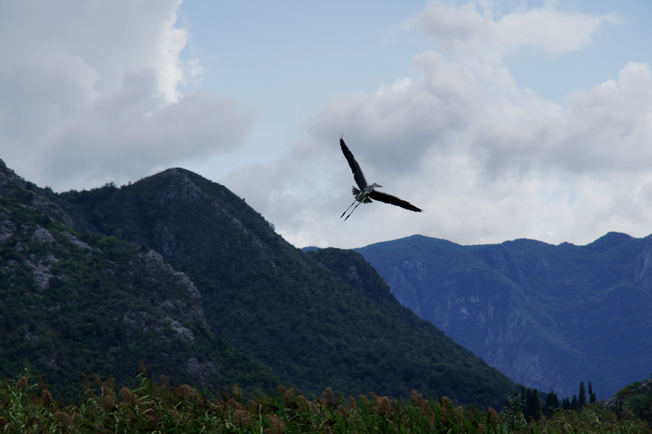 Hema_Montenegro_Virpazar_Lake_Skadar_bird_Blog_Voyage_Travel8