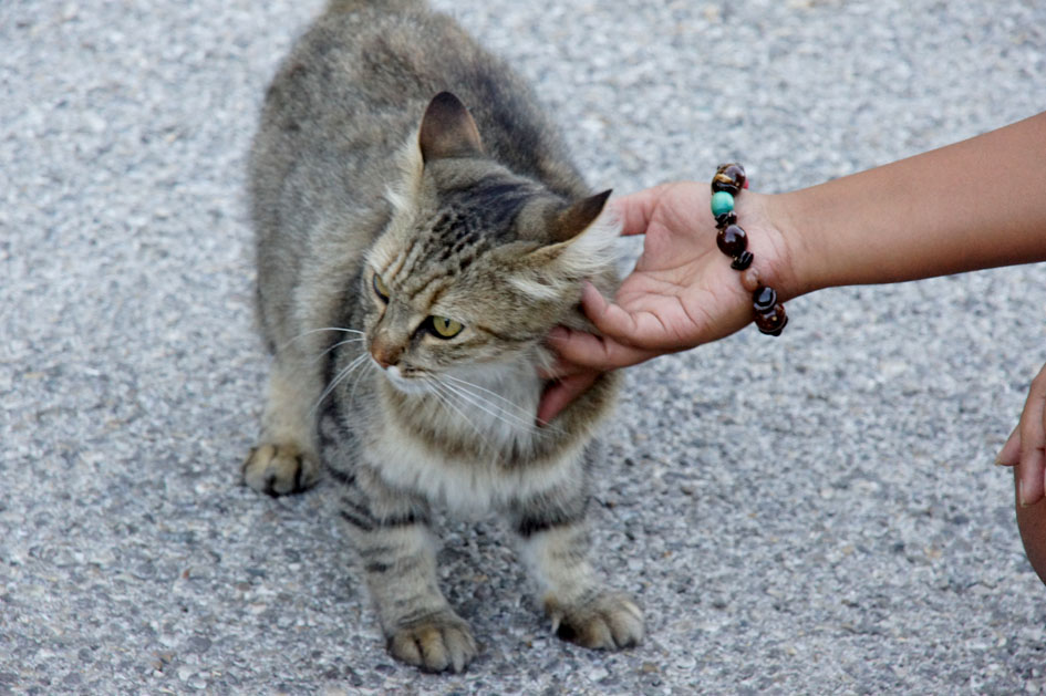 chat-saint-chamas-2