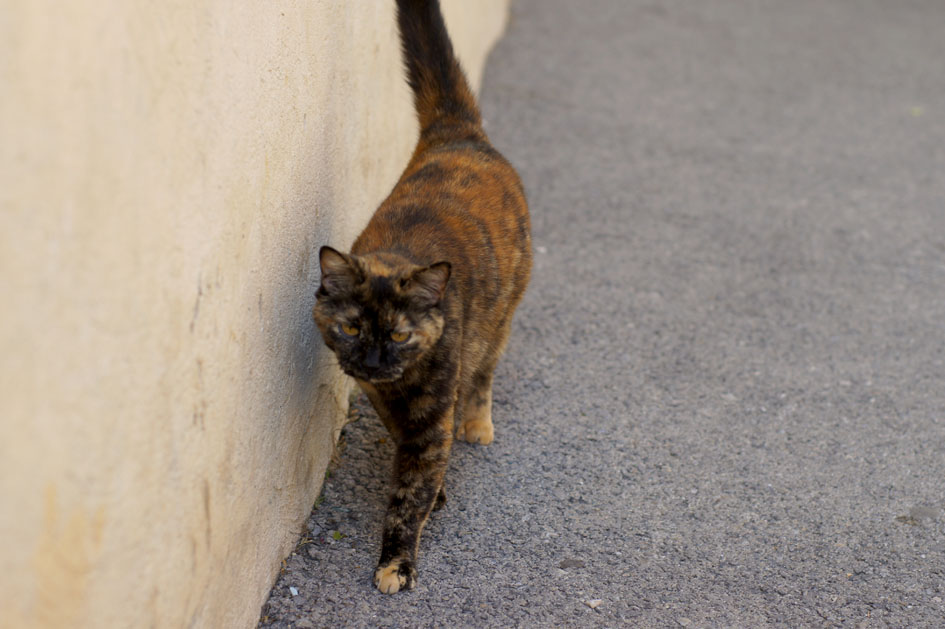 chat-saint-chamas-leo