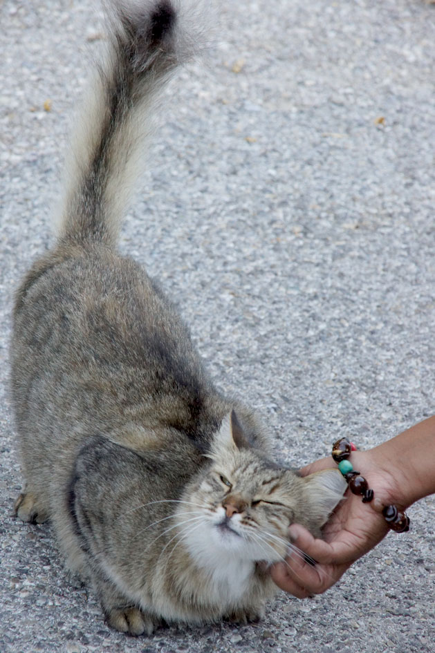 Chat-saint-chamas