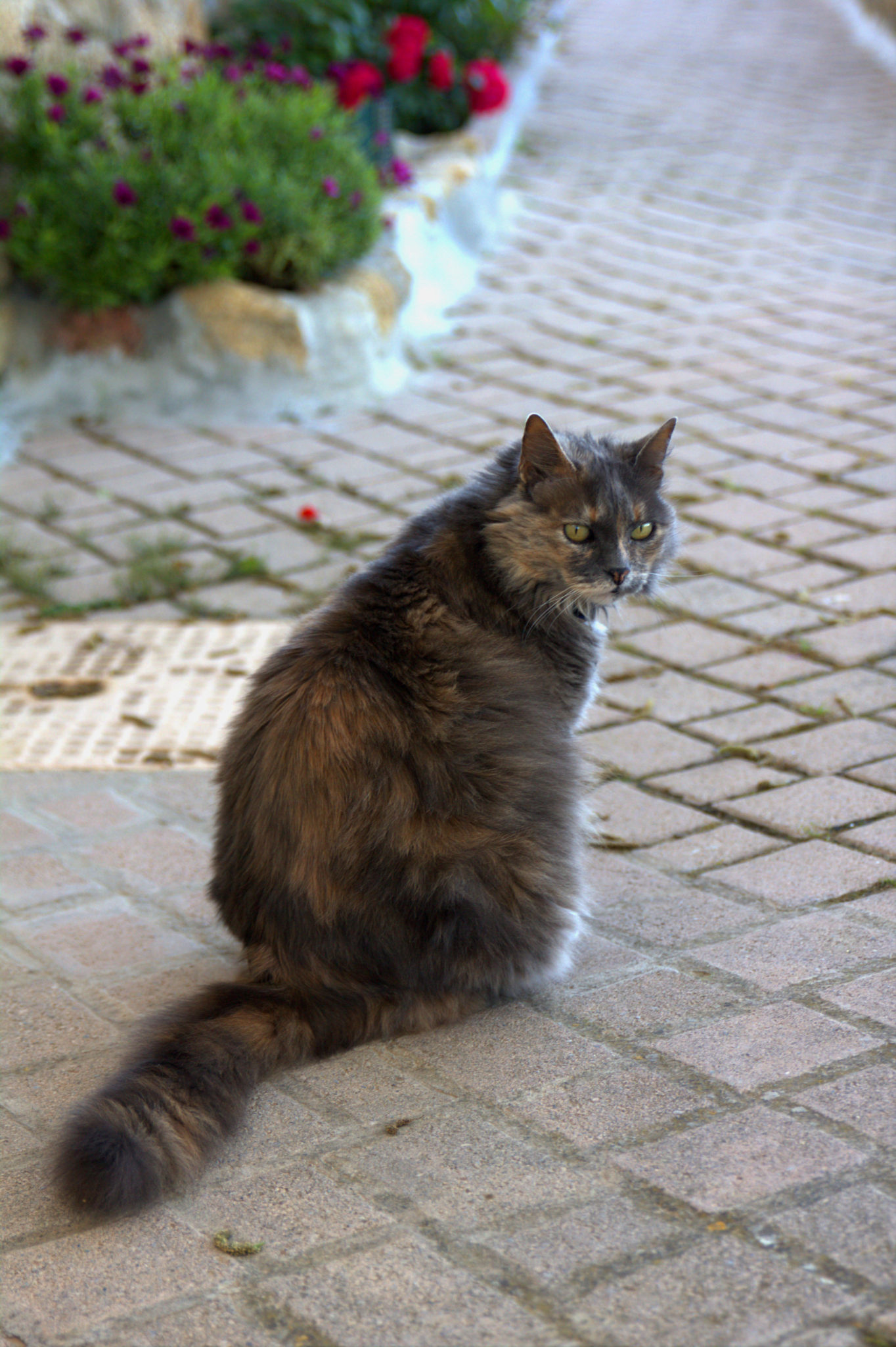 Hema_Cat_Chat_miramas_le_vieux