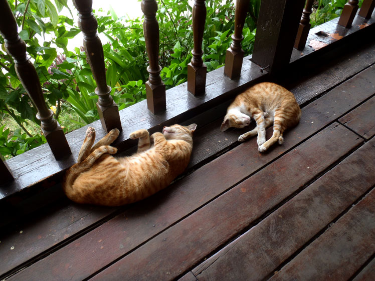 malaysia_cat_sleeping