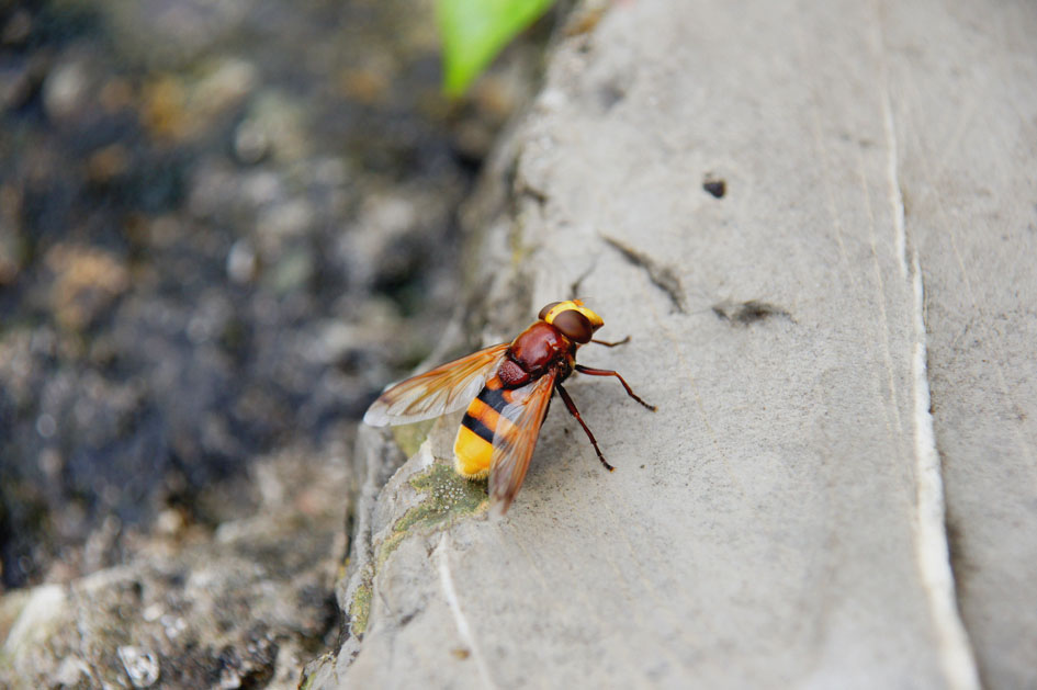 hema_montenegro_kotor_insect