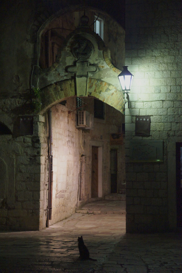 montenegro_kotor_old_town_cat