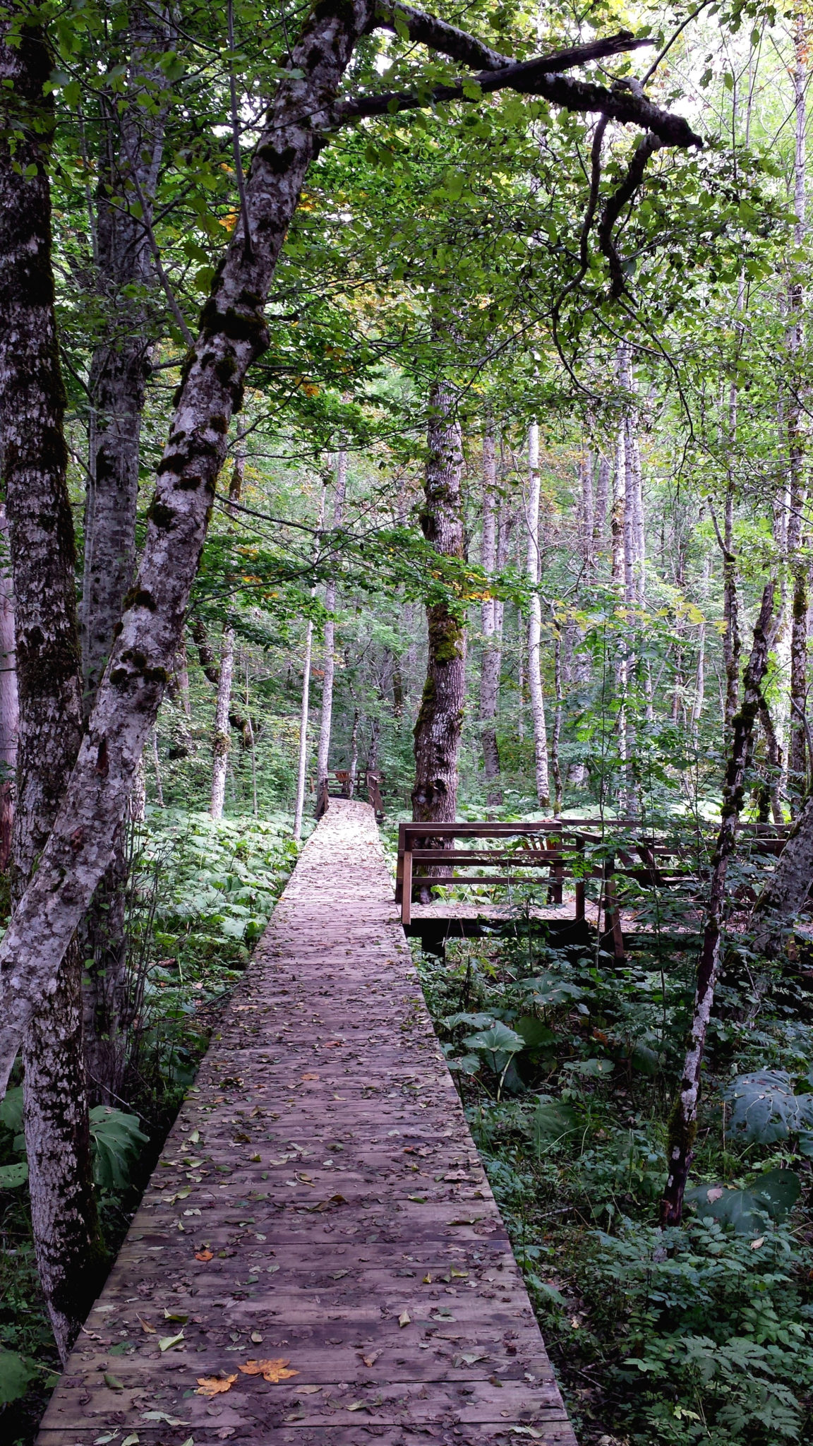 Hema_Montenegro_parc_national_biogradska_gora_forest_travel_voyage_blog16