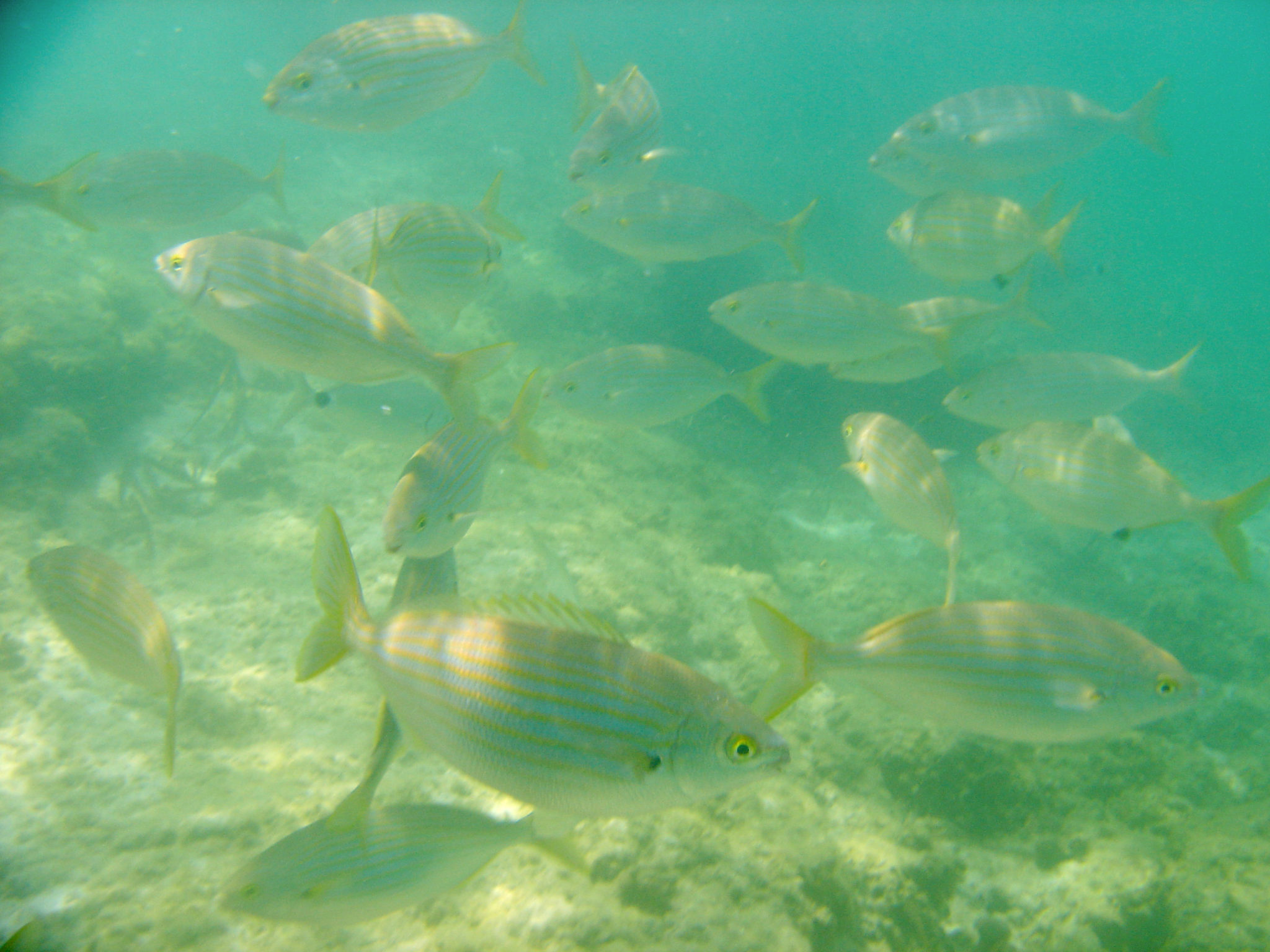 Hemaposesesvalises_calanque_sormiou_randonnee_snorkeling11