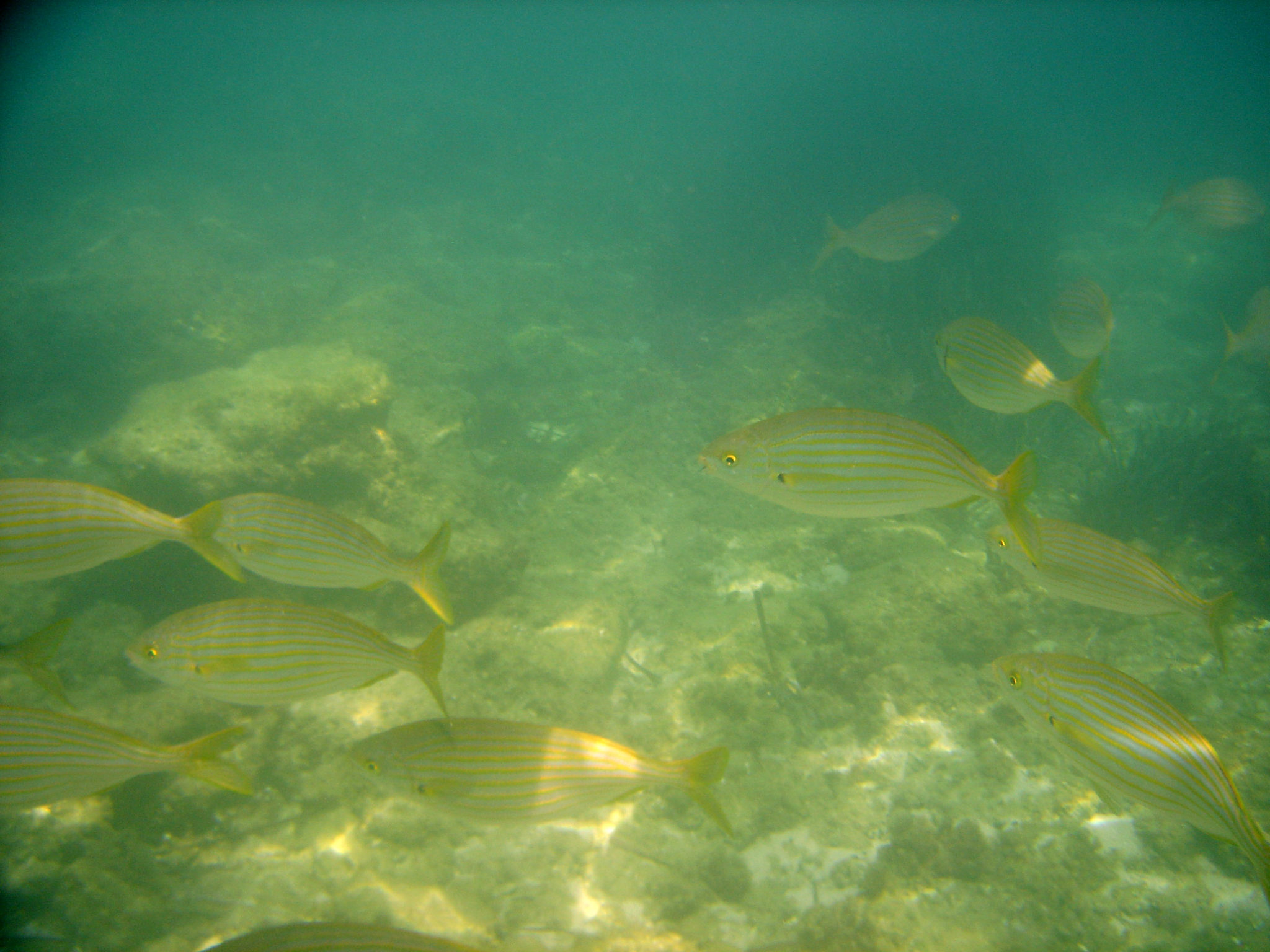 Hemaposesesvalises_calanque_sormiou_randonnee_snorkeling12